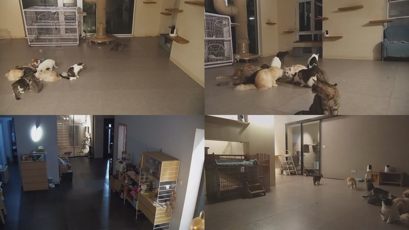 【2025-11-12 20点场】喵放送：喵放送☀️喵呜~