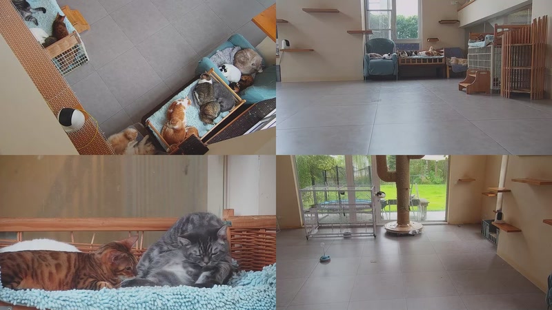 【2025-11-12 08点场】喵放送：喵放送☀️喵呜~