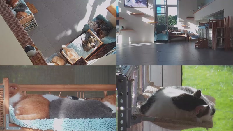 【2025-11-13 08点场】喵放送：喵放送☀️喵呜~