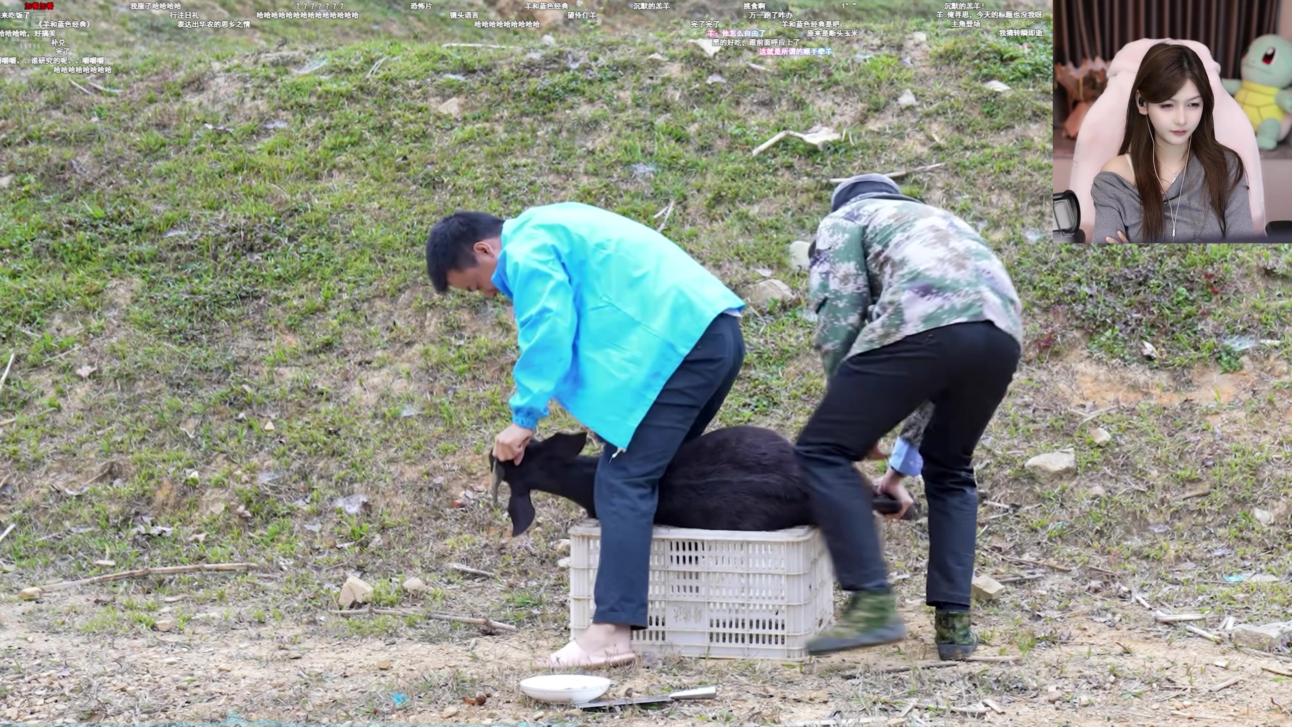 【2025-11-13 19点场】叶知秋Vanessa：秋：晚上好阿饱饱