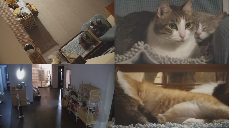 【2025-11-13 18点场】喵放送：喵放送☀️喵呜~