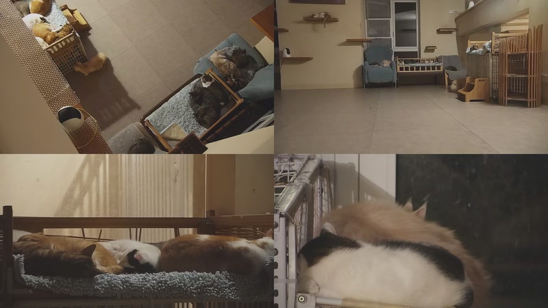 【2025-11-13 00点场】喵放送：喵放送☀️喵呜~