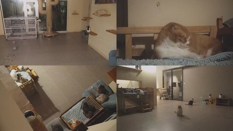 【2025-11-12 22点场】喵放送：喵放送☀️喵呜~