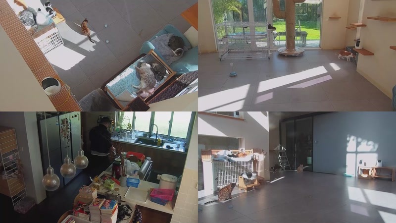 【2025-11-13 14点场】喵放送：喵放送☀️喵呜~