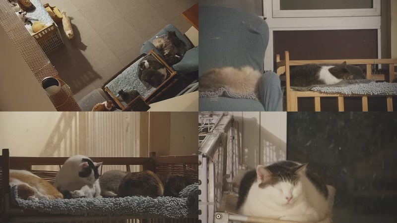 【2025-11-13 02点场】喵放送：喵放送☀️喵呜~