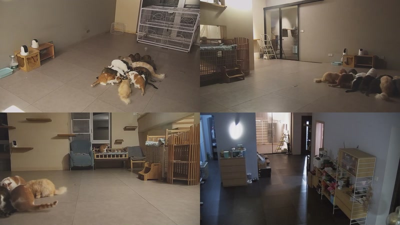 【2025-11-14 20点场】喵放送：喵放送☀️喵呜~