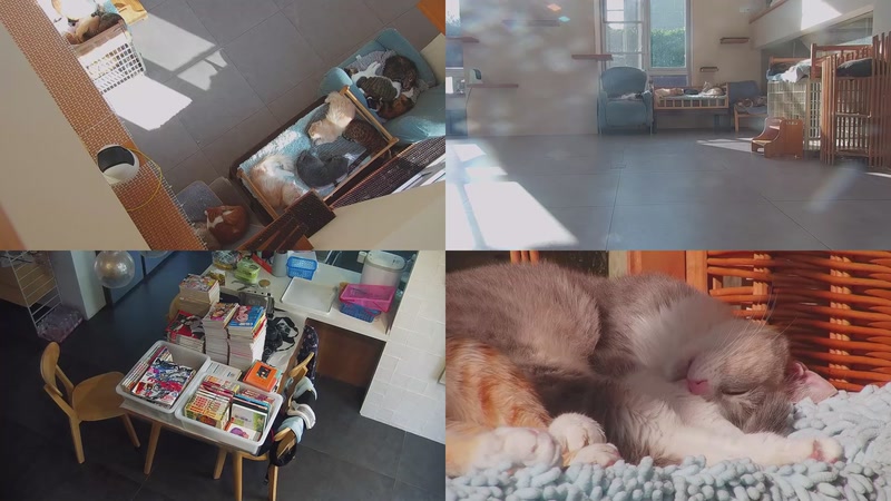 【2025-11-14 14点场】喵放送：喵放送☀️喵呜~