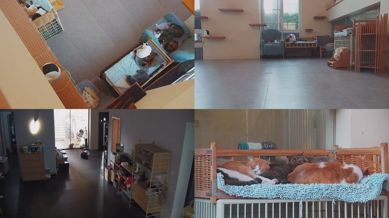 【2025-11-14 16点场】喵放送：喵放送☀️喵呜~