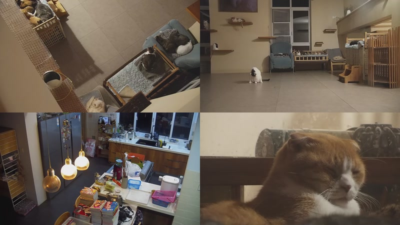 【2025-11-14 18点场】喵放送：喵放送☀️喵呜~