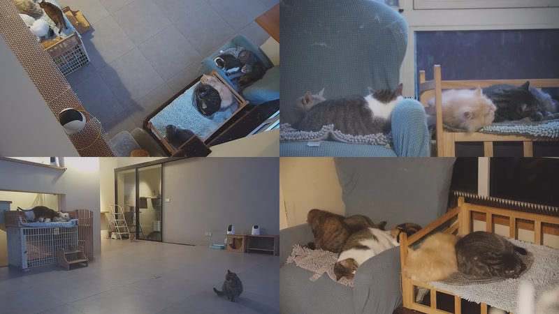 【2025-11-14 06点场】喵放送：喵放送☀️喵呜~