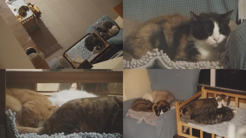 【2025-11-14 00点场】喵放送：喵放送☀️喵呜~