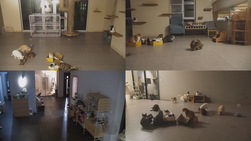 【2025-11-15 20点场】喵放送：喵放送☀️喵呜~