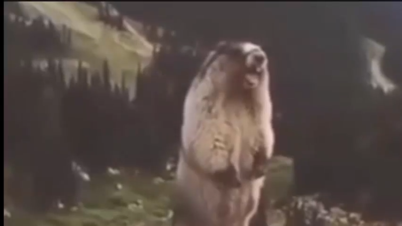 【2025-11-15 19点场】小肉球阿：爱笑的女孩运气不会差~