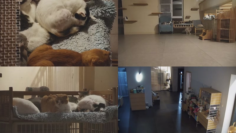 【2025-11-15 18点场】喵放送：喵放送☀️喵呜~