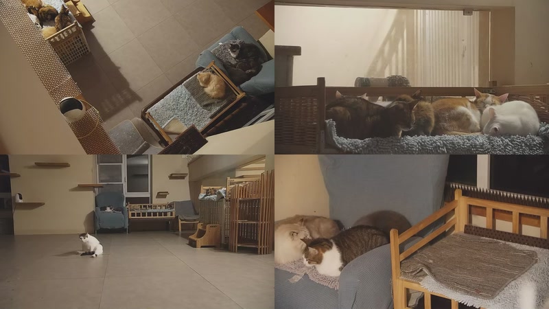 【2025-11-15 02点场】喵放送：喵放送☀️喵呜~