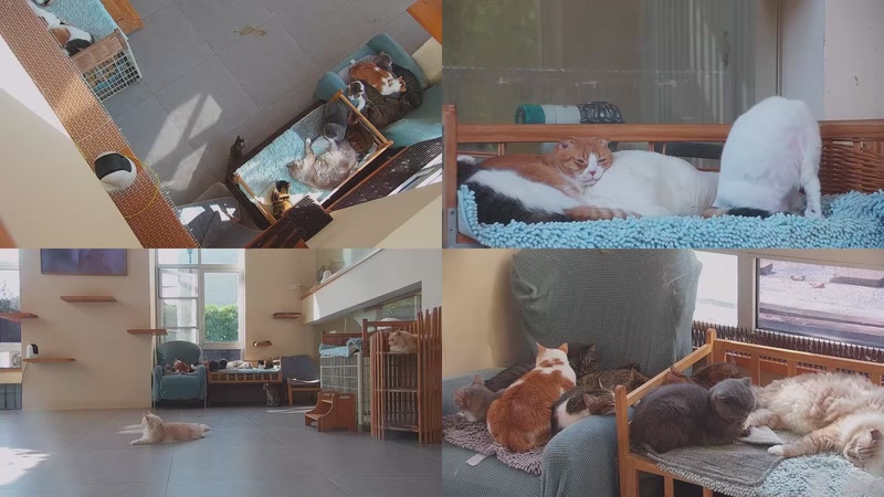 【2025-11-15 12点场】喵放送：喵放送☀️喵呜~