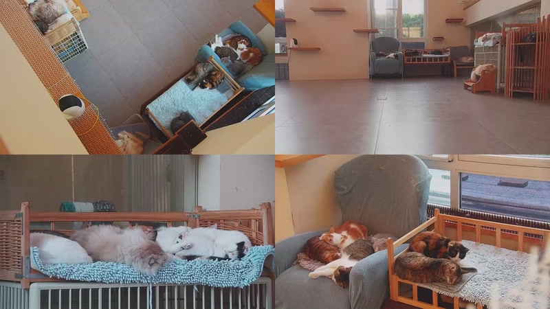 【2025-11-15 16点场】喵放送：喵放送☀️喵呜~