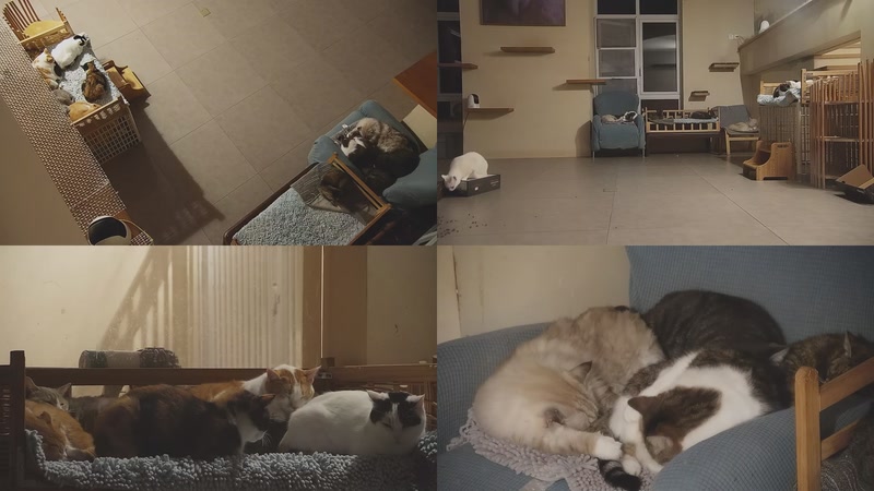 【2025-11-16 02点场】喵放送：喵放送☀️喵呜~