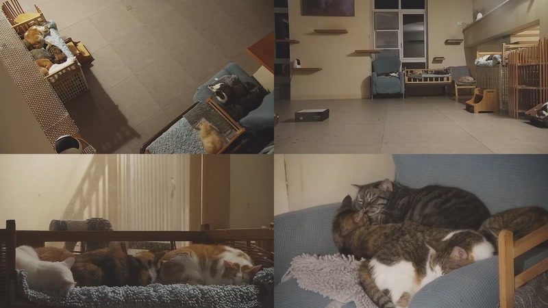 【2025-11-16 04点场】喵放送：喵放送☀️喵呜~