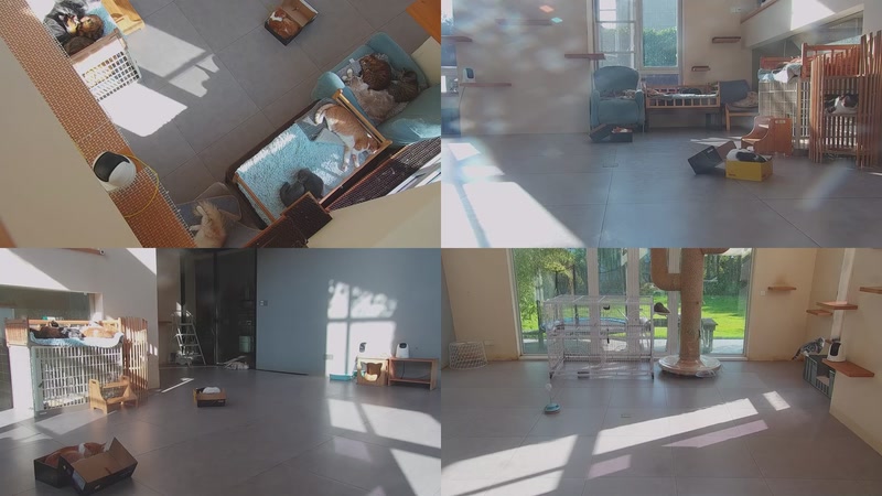 【2025-11-16 14点场】喵放送：喵放送☀️喵呜~