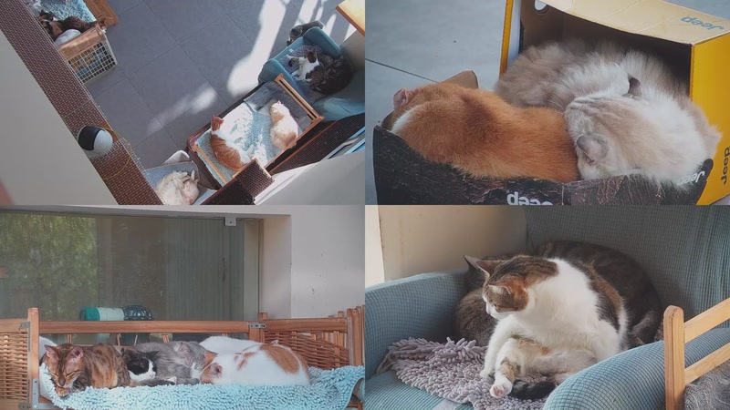 【2025-11-16 08点场】喵放送：喵放送☀️喵呜~