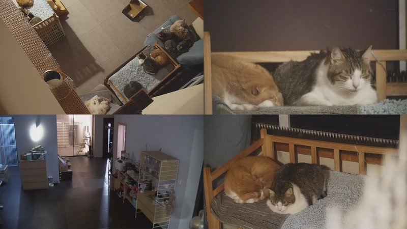 【2025-11-16 18点场】喵放送：喵放送☀️喵呜~