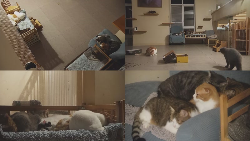 【2025-11-16 00点场】喵放送：喵放送☀️喵呜~