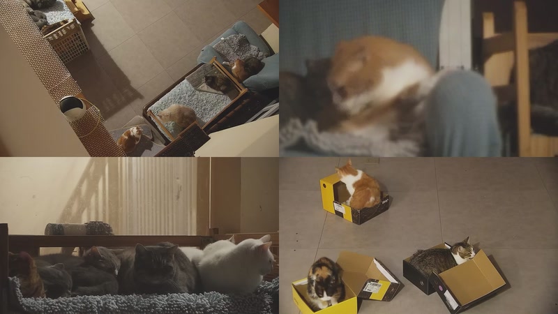 【2025-11-15 22点场】喵放送：喵放送☀️喵呜~