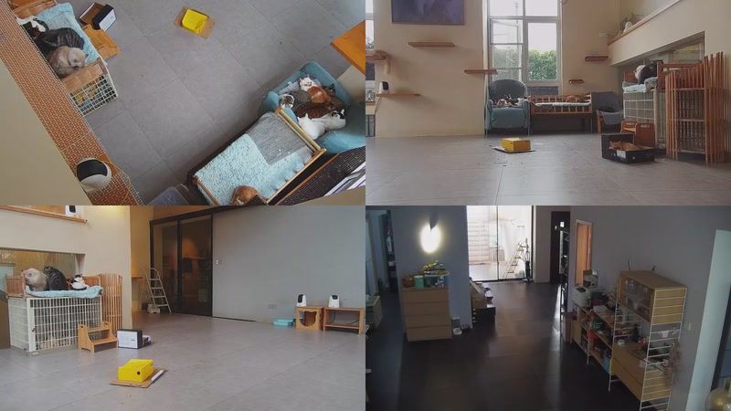 【2025-11-17 12点场】喵放送：喵放送☀️喵呜~