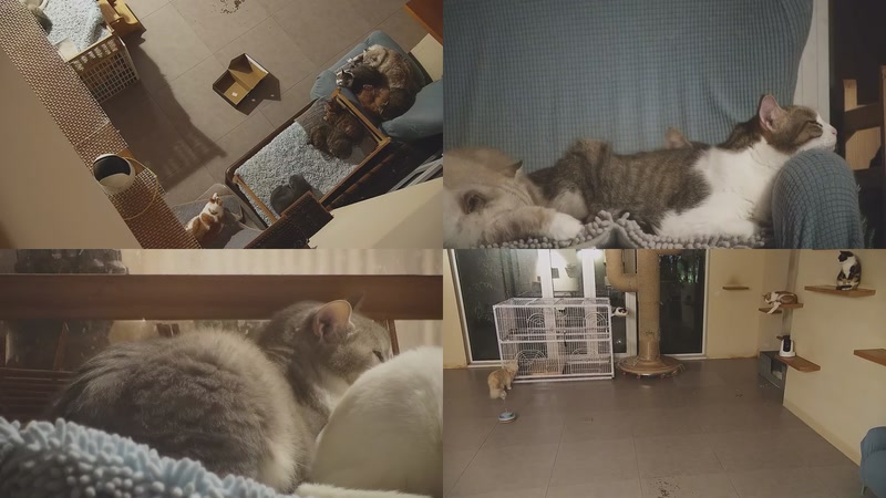 【2025-11-16 22点场】喵放送：喵放送☀️喵呜~