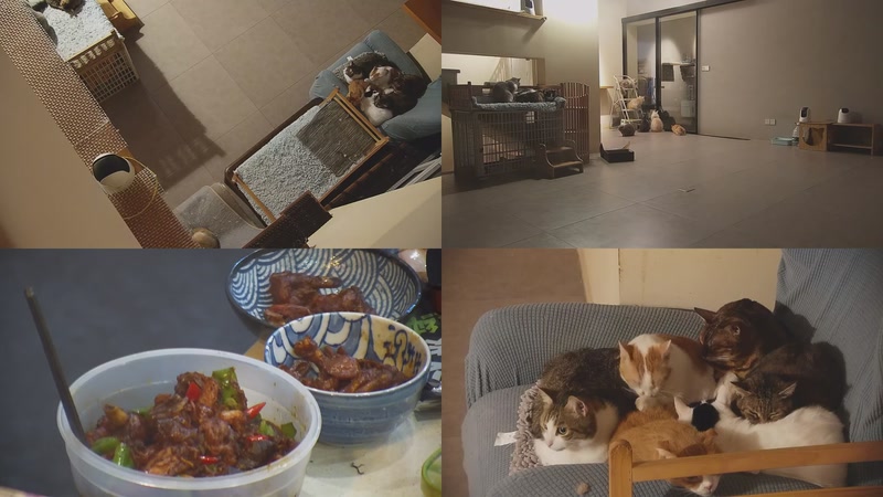 【2025-11-17 18点场】喵放送：喵放送☀️喵呜~