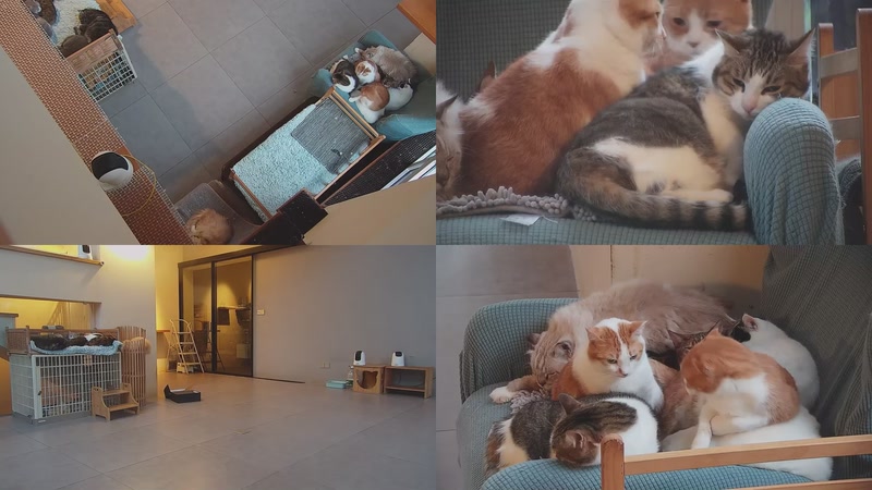 【2025-11-17 16点场】喵放送：喵放送☀️喵呜~