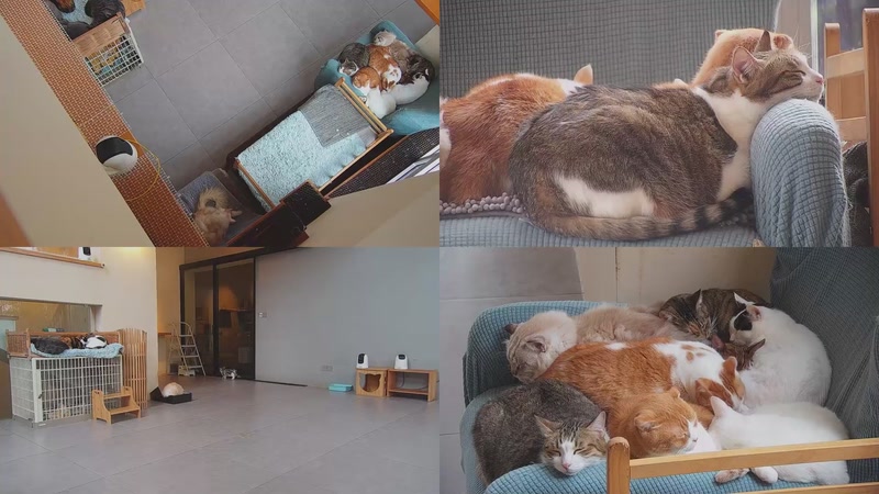 【2025-11-17 14点场】喵放送：喵放送☀️喵呜~