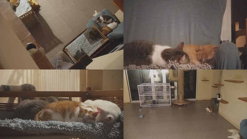 【2025-11-17 02点场】喵放送：喵放送☀️喵呜~