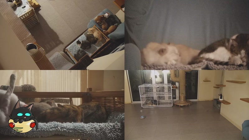 【2025-11-17 08点场】喵放送：喵放送☀️喵呜~