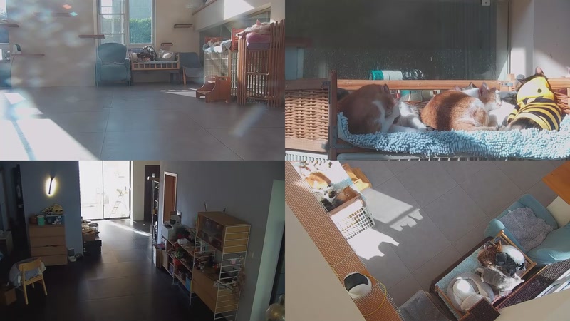 【2025-11-18 14点场】喵放送：喵放送☀️喵呜~