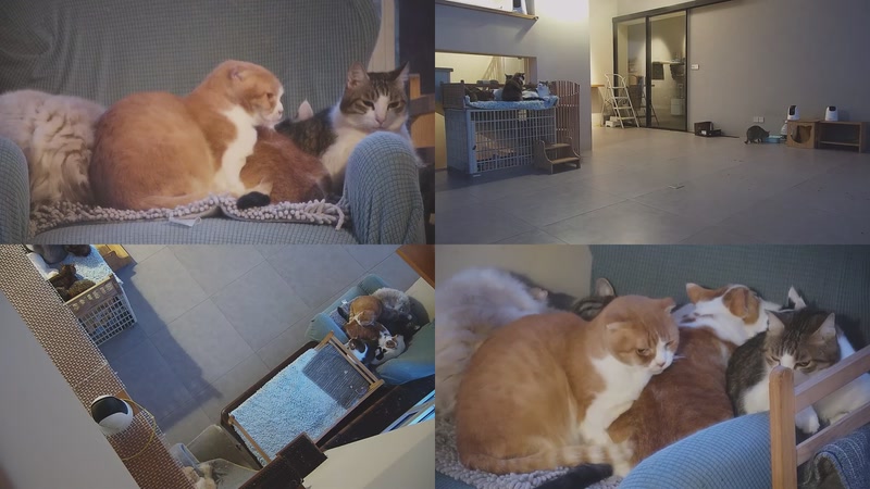 【2025-11-18 06点场】喵放送：喵放送☀️喵呜~