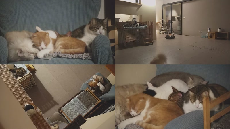 【2025-11-18 02点场】喵放送：喵放送☀️喵呜~