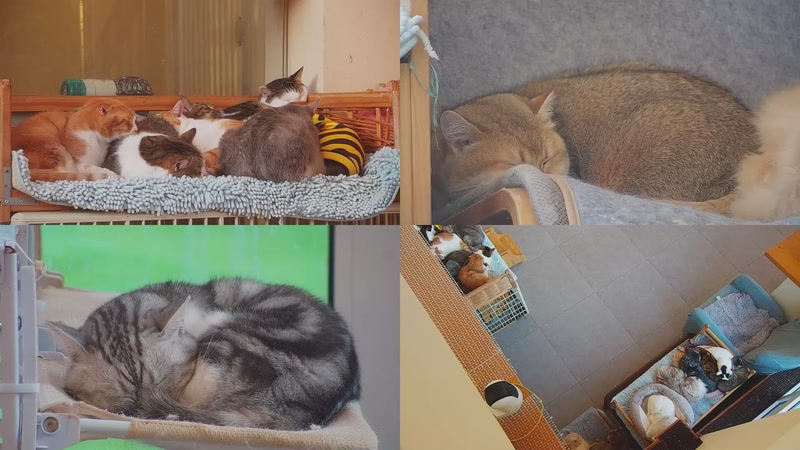 【2025-11-18 16点场】喵放送：喵放送☀️喵呜~