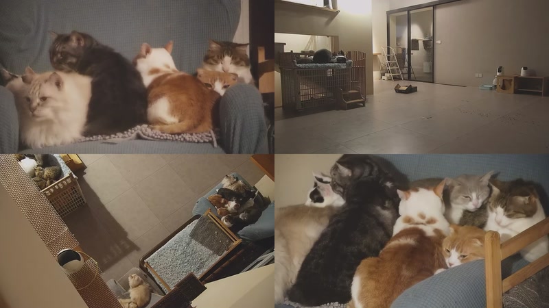 【2025-11-18 04点场】喵放送：喵放送☀️喵呜~