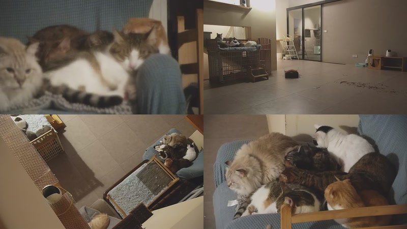 【2025-11-17 22点场】喵放送：喵放送☀️喵呜~