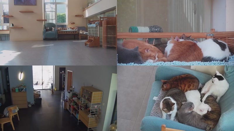 【2025-11-18 12点场】喵放送：喵放送☀️喵呜~