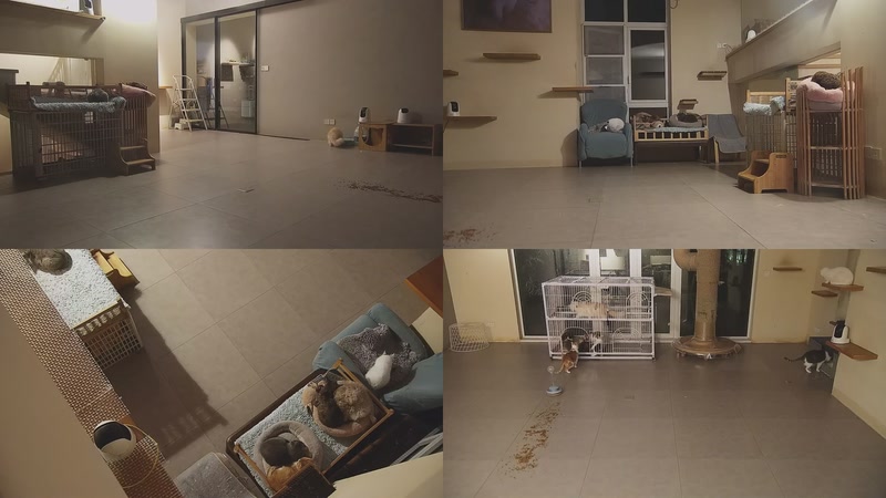 【2025-11-18 20点场】喵放送：喵放送☀️喵呜~