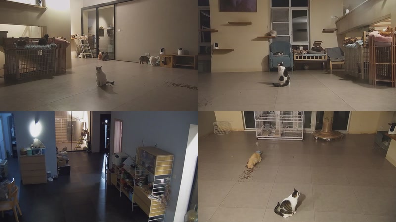 【2025-11-19 20点场】喵放送：喵放送☀️喵呜~