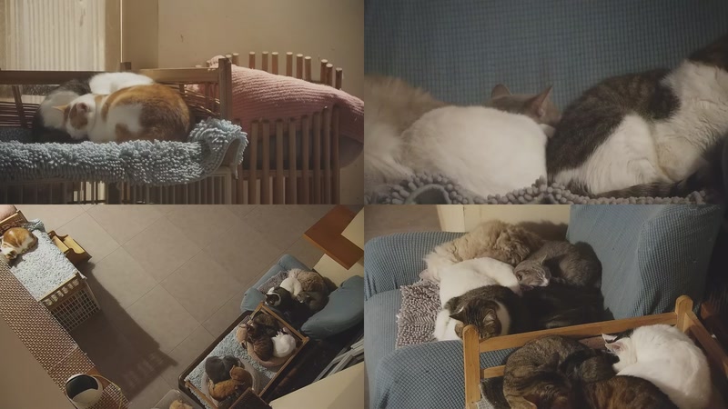 【2025-11-19 04点场】喵放送：喵放送☀️喵呜~