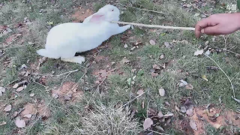 【2025-11-19 16点场】主播阿郎：户外生存第二季