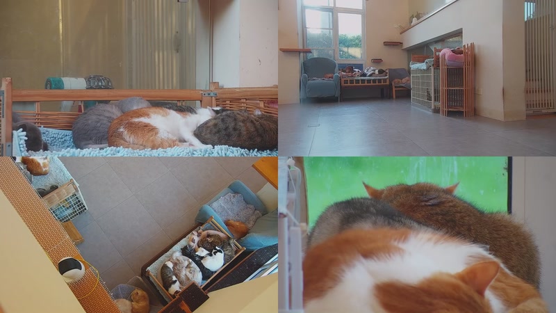 【2025-11-19 16点场】喵放送：喵放送☀️喵呜~