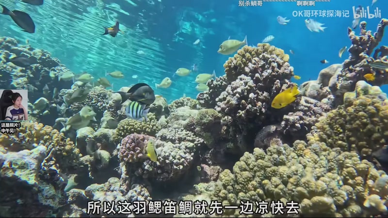 【2025-11-19 04点场】十三三三：周三中午见~