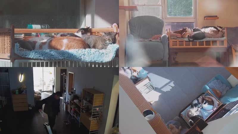 【2025-11-19 14点场】喵放送：喵放送☀️喵呜~