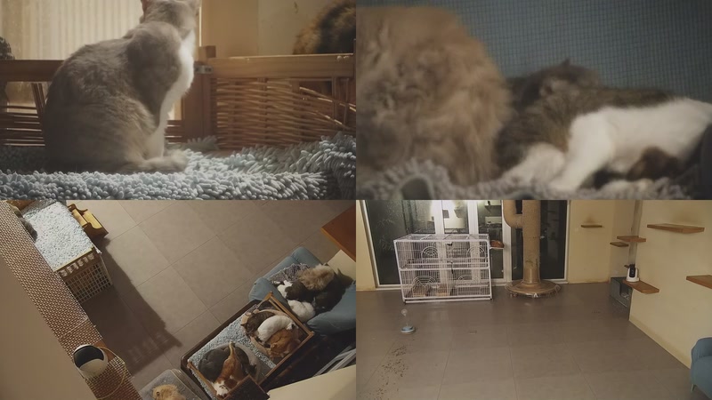 【2025-11-19 00点场】喵放送：喵放送☀️喵呜~